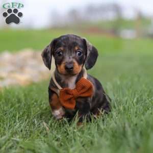 Leo, Dachshund Puppy